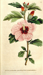 Botanical Plate 831790