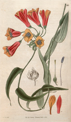 Botanical plate 3050 1831