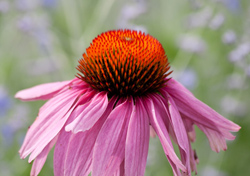 Cone Flower 2