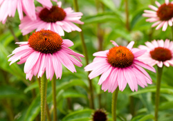 Cone Flowers