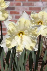 Daffodil