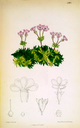 Douglasia 1888