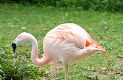 Flamingos 12