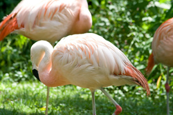 Flamingos 9