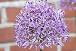 Flower Arrangement