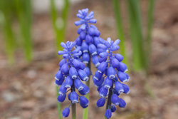 Grape Hyacinth