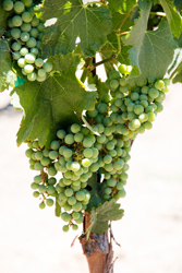 Grapes on the Vine 2