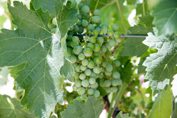 Grapes on the Vine 3