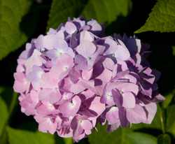 Lavender Hydrangea