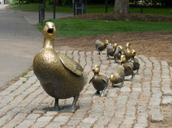 Make Way For Ducklings Boston MA