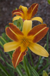 Orange Lily