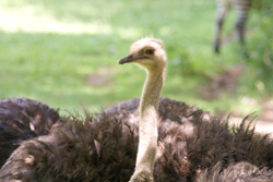 Ostritch 2