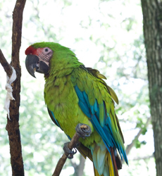 Parrot 6