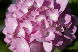 Pink Hydrangea