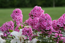 Pink Phlox