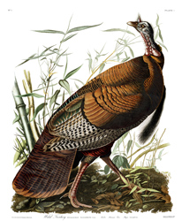 Plate 1 Wild Turkey