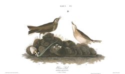 Plate 10 Brown Lark