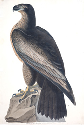 Plate 11 Bird of Washington