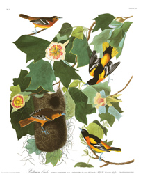 Plate 12 Baltimore Oriole