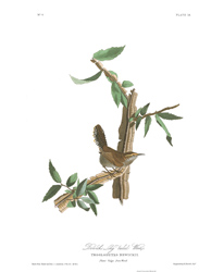 Plate 18 Bewick's Long tailed Wren