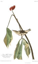 Plate 19 Louisiana Water Thrush