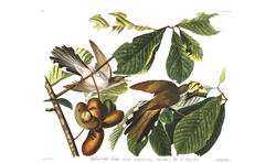 Plate 2 Yellow billed Cuckoo