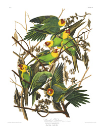 Plate 26 Carolina Parrot