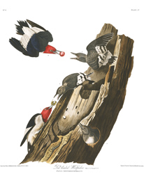 Plate 27 Red headed Woodpecker