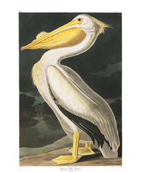 Plate 311 American White Pelican