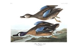 Plate 313 Blue Winged Teal