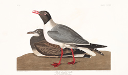 Plate 314 Black headed Gull