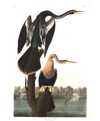 Plate 316 Black bellied Darter