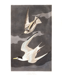 Plate 319 Lesser Tern