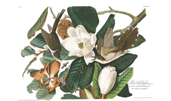 Plate 32 Black billed Cuckoo