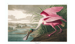 Plate 321 Roseate Spoonbill