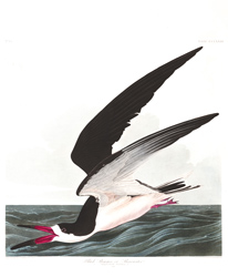 Plate 323 Black Skimmer or Shearwater