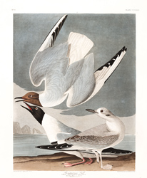 Plate 324 Bonapartian Gull