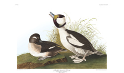 Plate 325 Buffel headed Duck