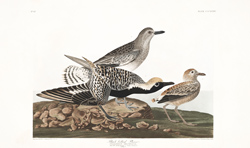 Plate 334 Black belied Plover