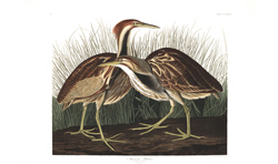 Plate 337 American Bittern