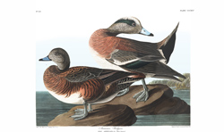 Plate 345 American Widgeon