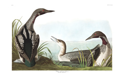 Plate 346 Black Throated Diver