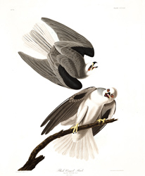 Plate 352 Black winged Hawk