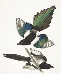 Plate 357 American Magpie