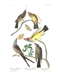 Plate 359 Arkansaw Flycatcher