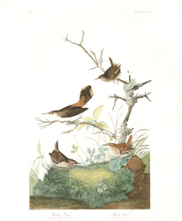 Plate 360 Winter Wren