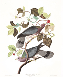 Plate 367 Band tailed Pigeon