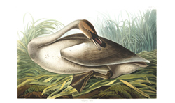 Plate 376 Trumpeter Swan