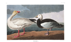 Plate 381 Snow Goose