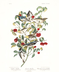 Plate 395 Audubon Warbler